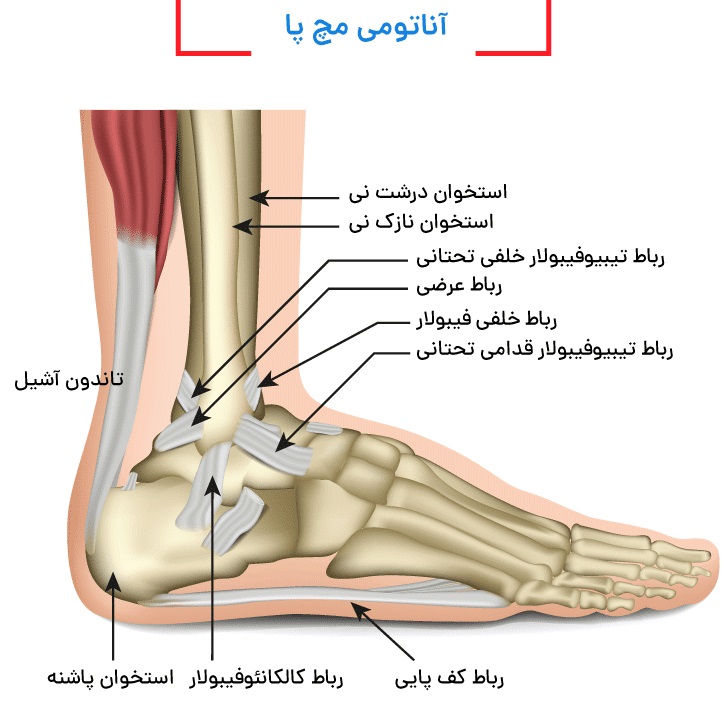 آناتومی مچ پا و رباطهای داخلی و خارجی